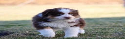 Australian Shepherd dogs for sale: Ivy - Ad 1
