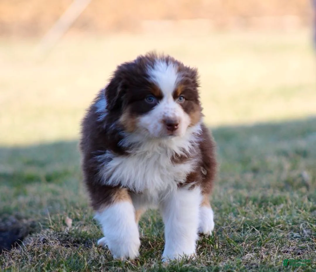 Australian Shepherd dogs for sale: Ivy - Ad 1