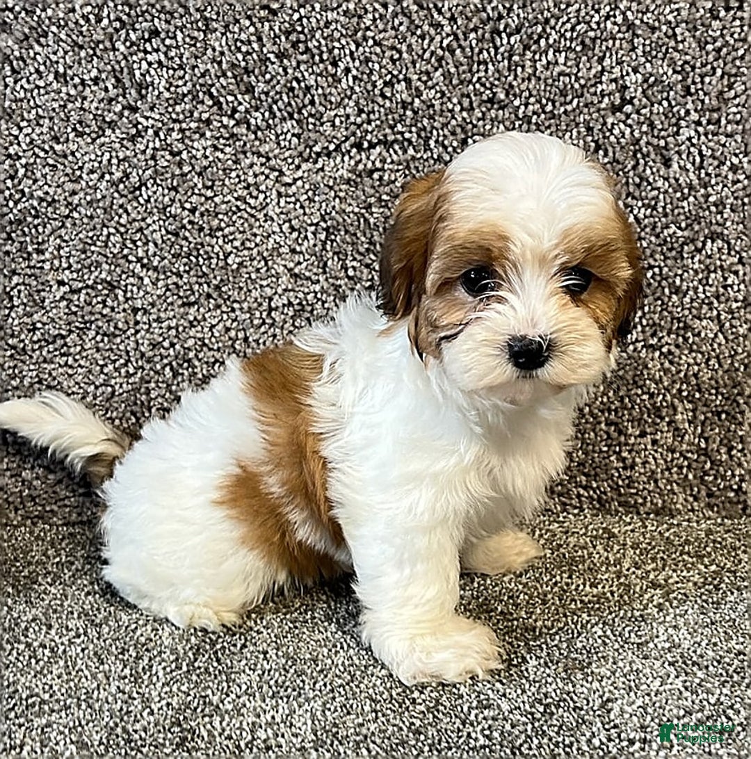 Gallery Image {{count}}