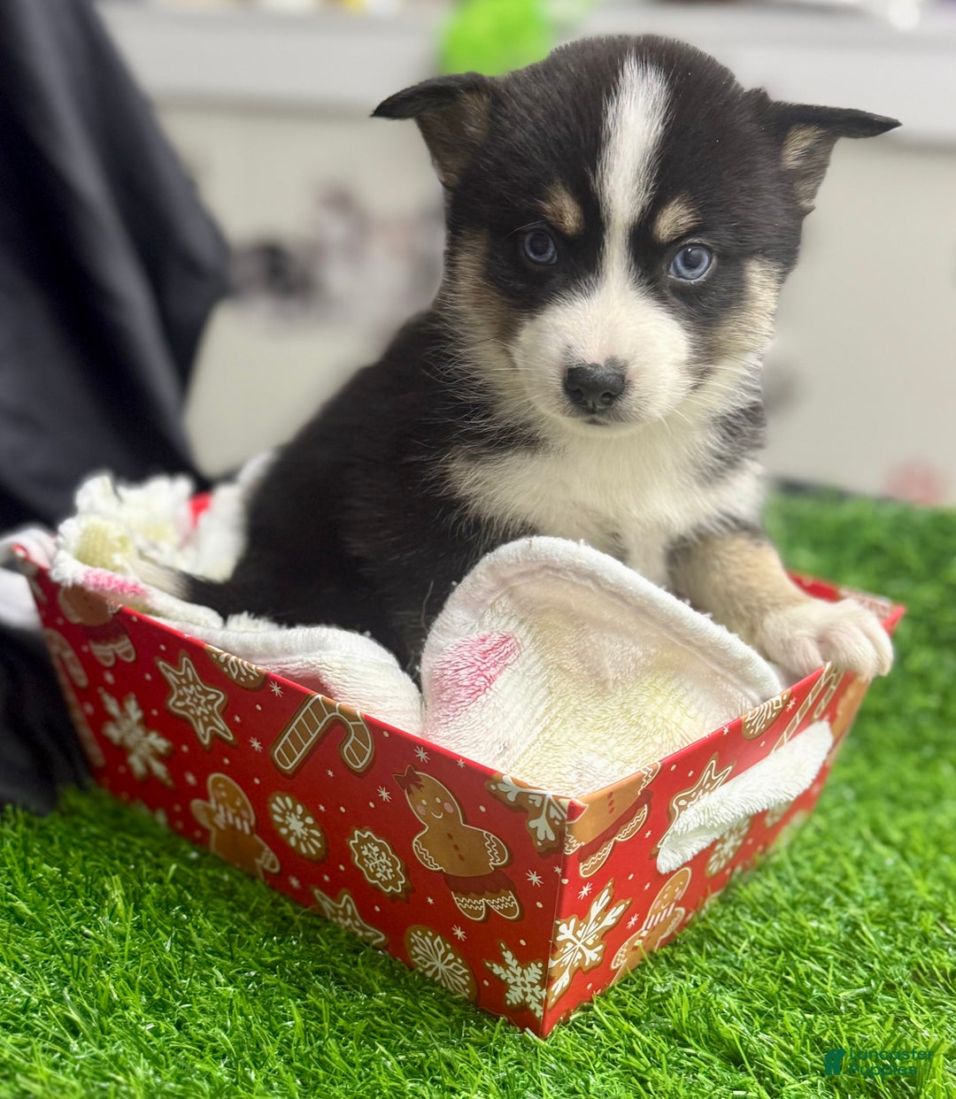 Mixed Breed dogs for sale: Holly - Ad 7