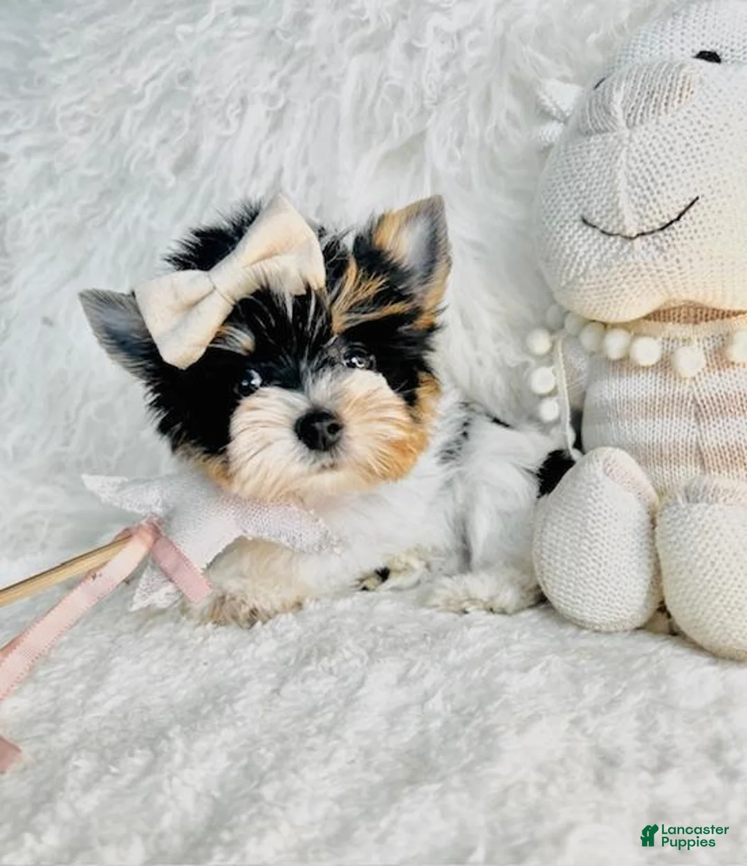 Yorkshire Terrier dogs for sale: Yorkshire Terrier 1 - Ad 3