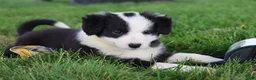 Border Collie dogs for sale: Lainey - Ad 4