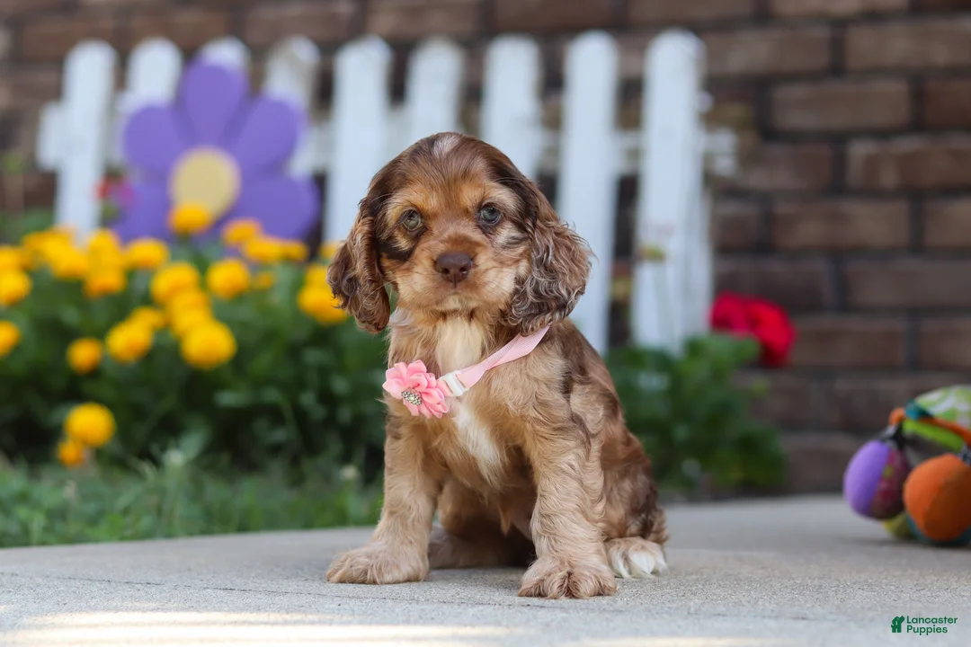 Cocker Spaniel dogs for sale: Lily - Ad 2