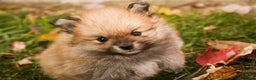 Pomeranian dogs for sale: Ben - Ad 12