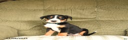 Greater Swiss Mountain Dog dogs for sale: Radar - Ad 1