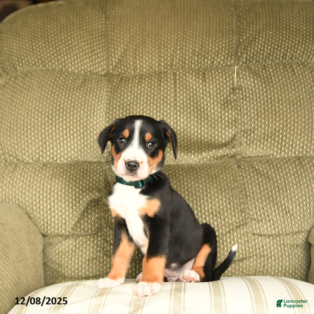 Greater Swiss Mountain Dog dogs for sale: Radar - Ad 1