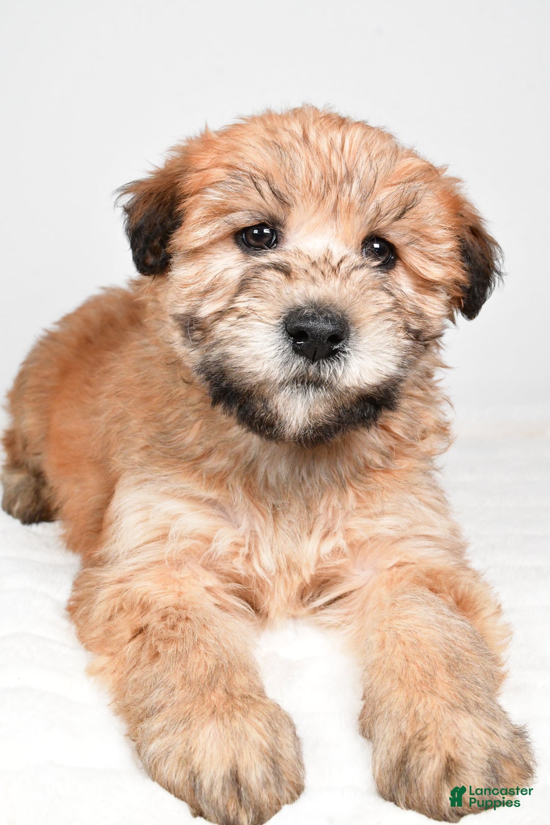Soft Coated Wheaten Terrier dogs for sale: Angel - Ad 1