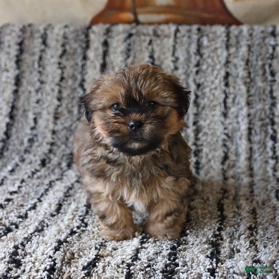 Shih Tzu dogs Rolo - Ad 1