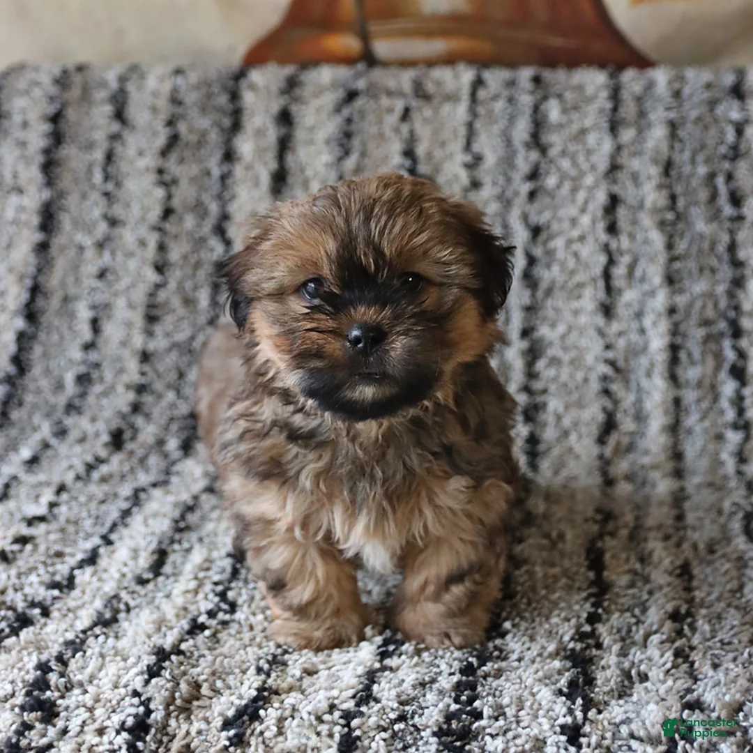 Shih Tzu dogs for sale: Rolo - Ad 1