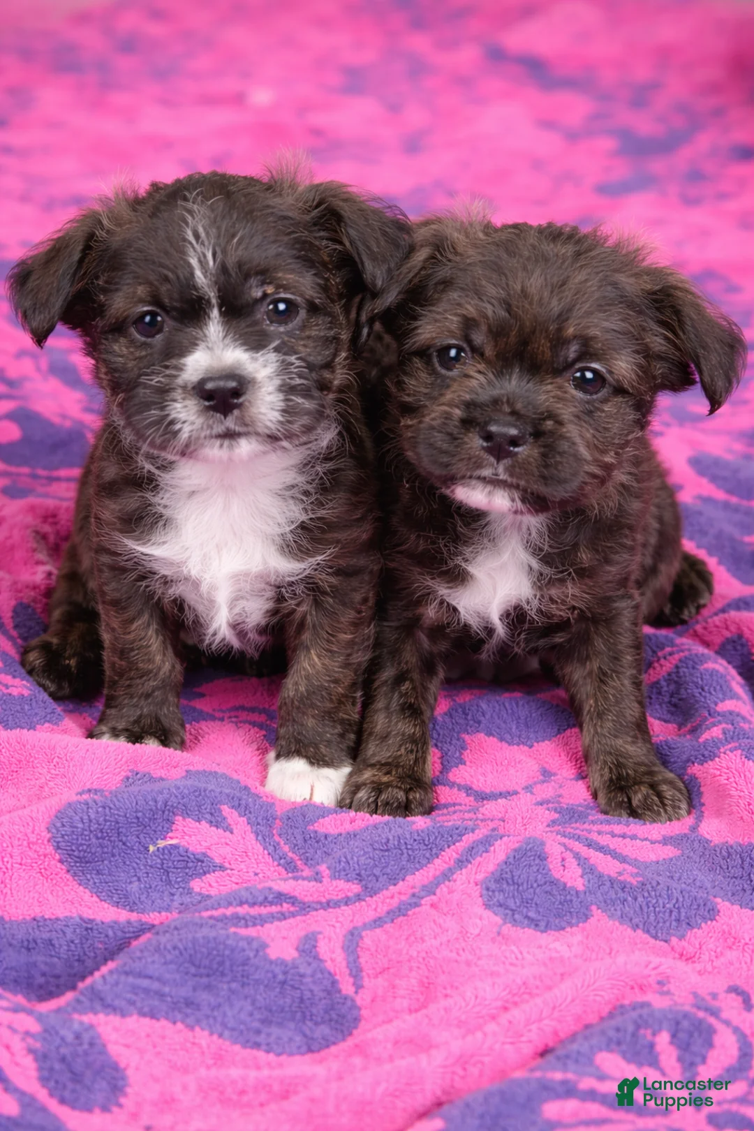 Mixed Breed dogs for sale: Chewy - Ad 5