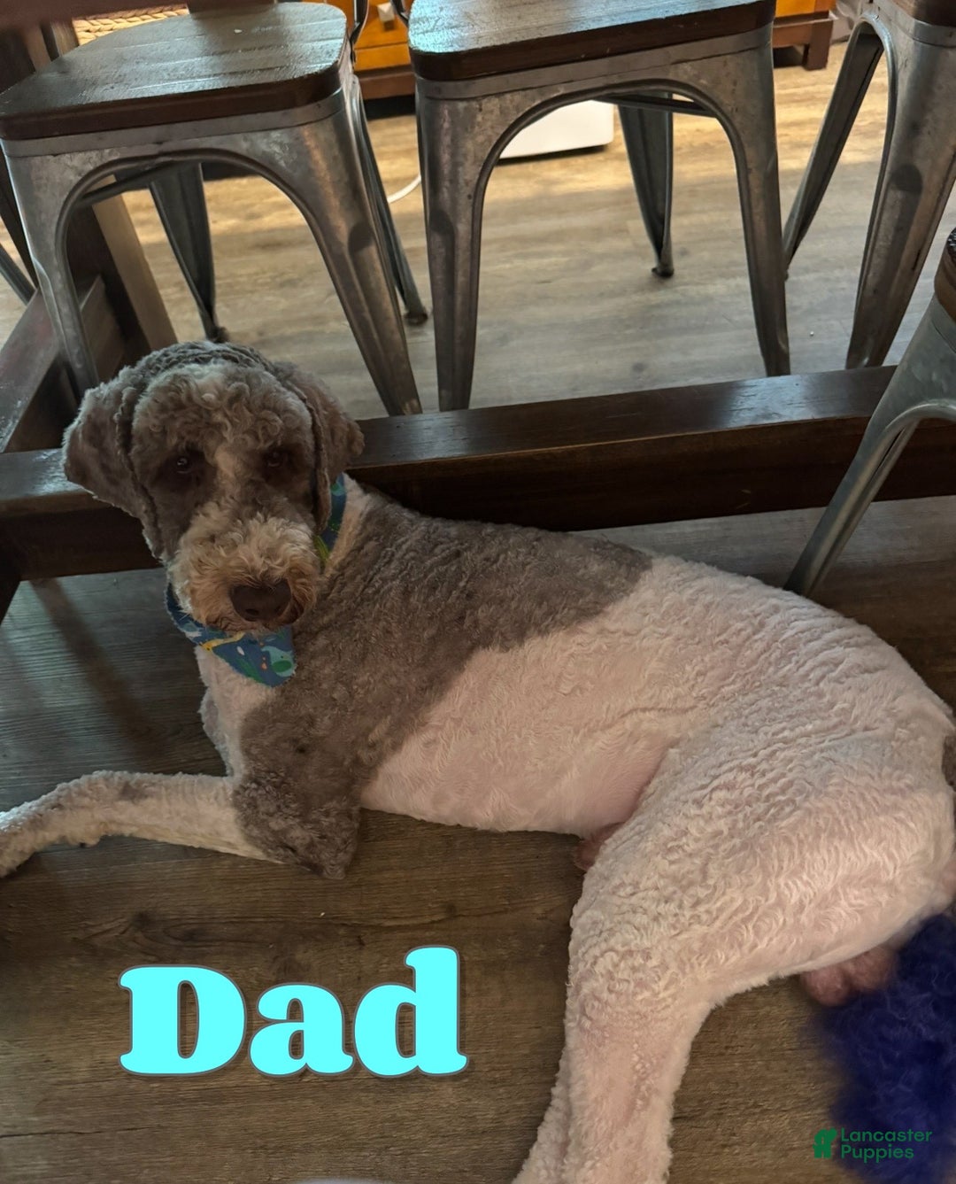 Bernedoodle dogs for sale: Tank - Ad 7