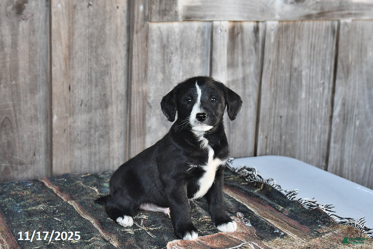 Mixed Breed dogs Rascal - Ad 29