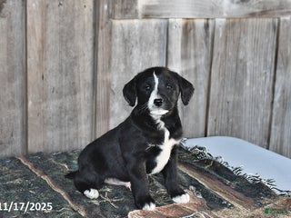 Mixed Breed dogs Rascal - Ad 9