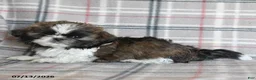 Shih Tzu dogs for sale: Cookie - Ad 5