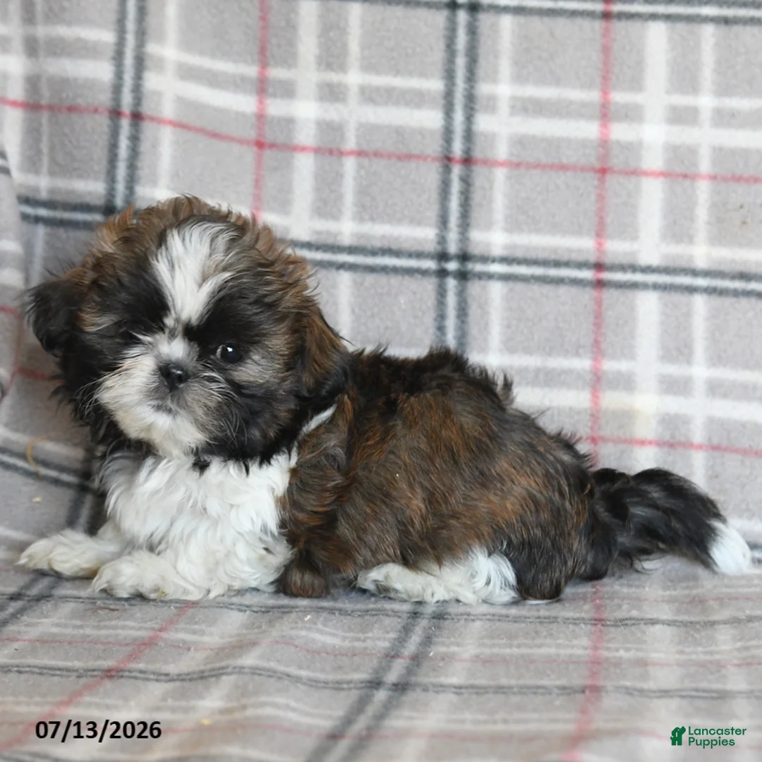 Shih Tzu dogs for sale: Cookie - Ad 5