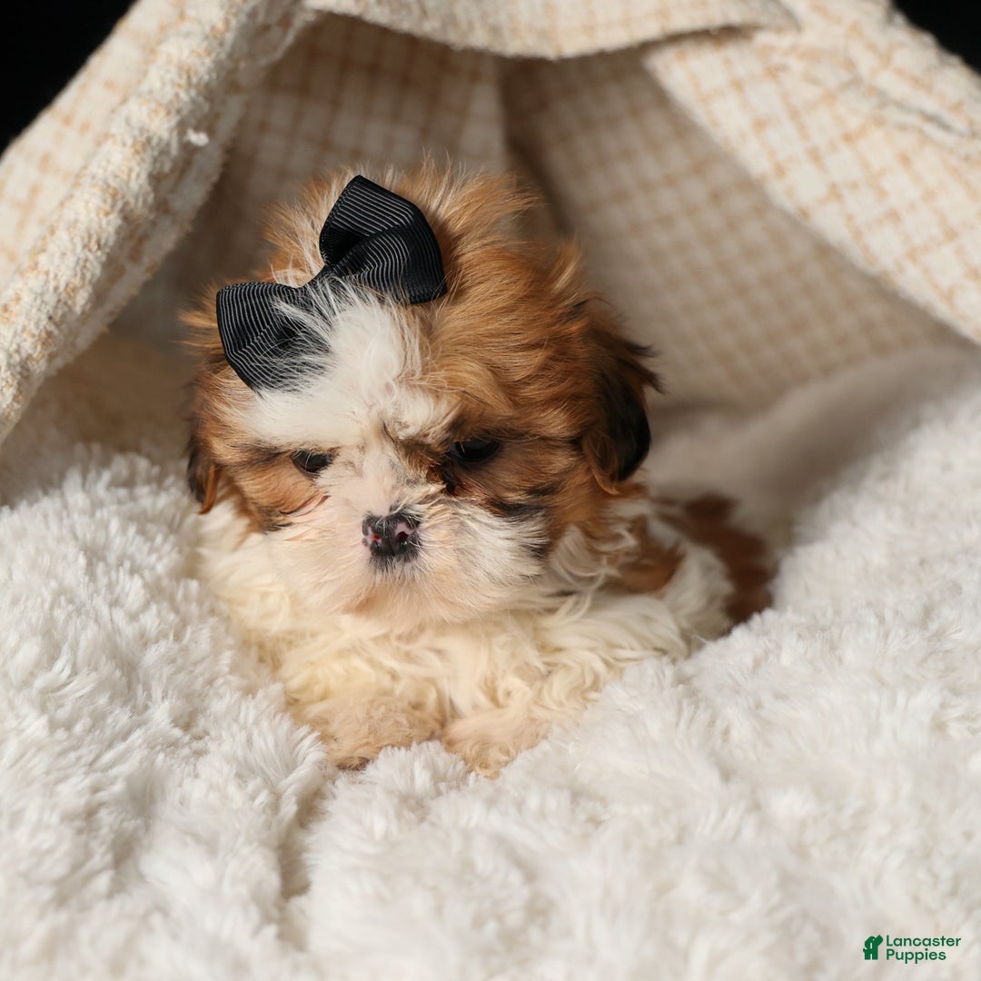 Shih Tzu dogs for sale: ROXY - Ad 7