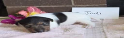 Wire Fox Terrier dogs for sale: (June) Wire Fox Terrier 4 - Ad 8