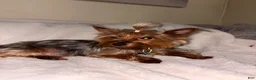 Yorkshire Terrier dogs for sale: Yorkshire Terrier 1 - Ad 6