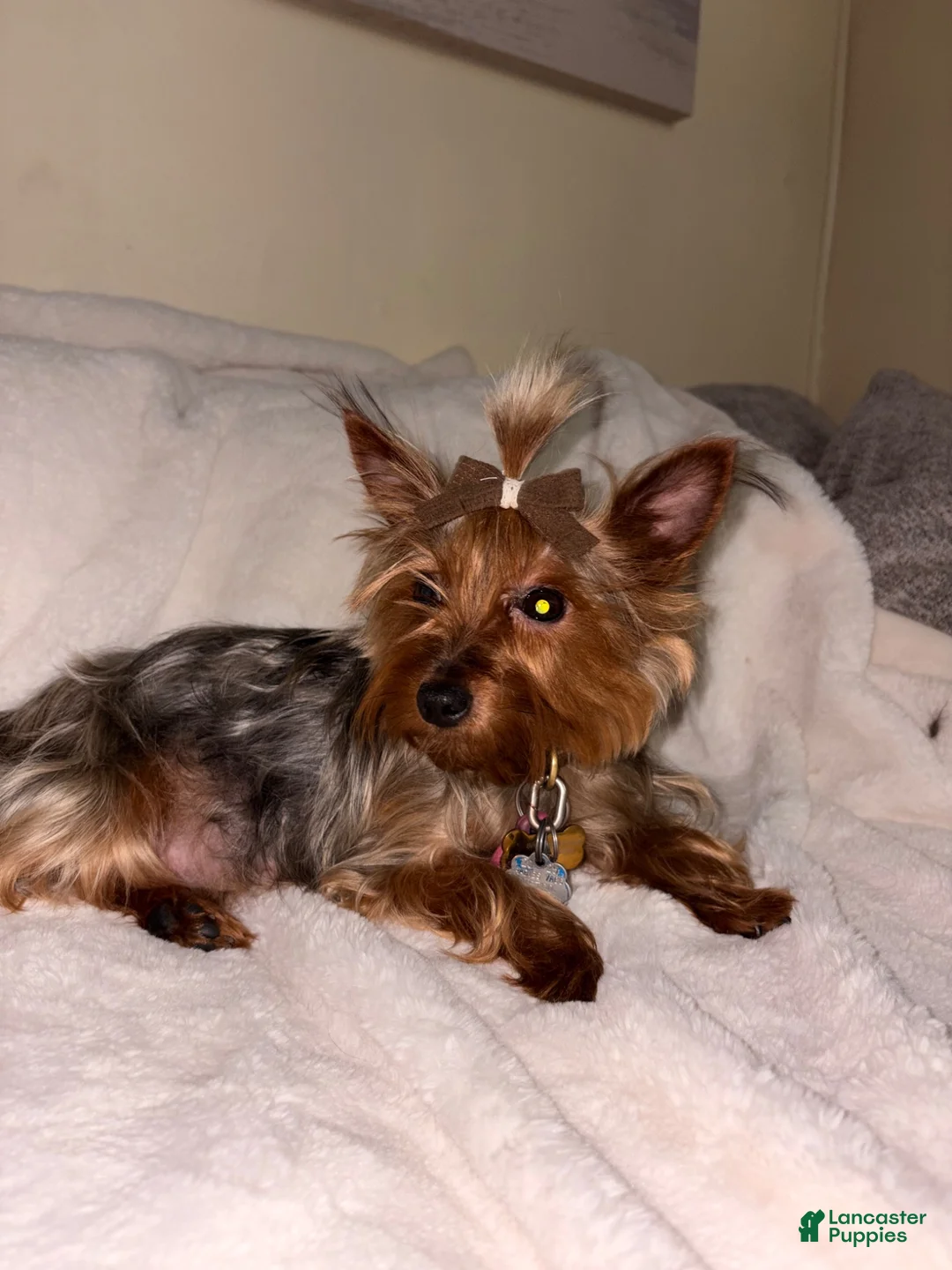 Yorkshire Terrier dogs for sale: Yorkshire Terrier 1 - Ad 6