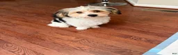 Morkie dogs for sale: Morkie Puppy 1 - Ad 3