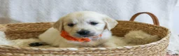 Golden Retriever dogs for sale: Chicory - Ad 8