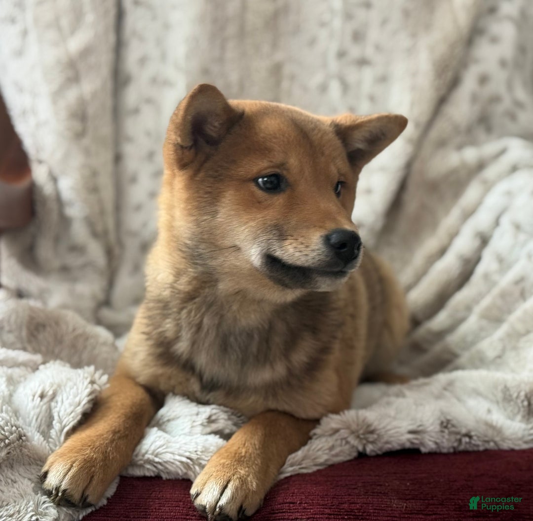 Shiba Inu dogs for sale: Shiba Inu Puppy 1 - Ad 7