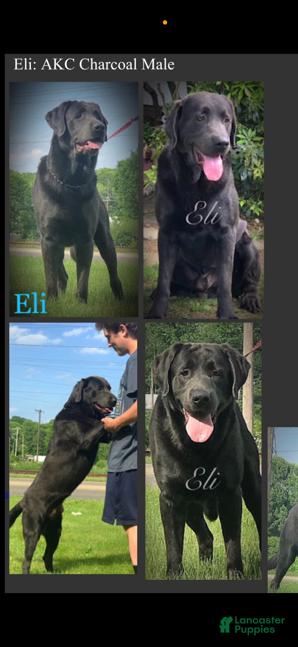 Eli 