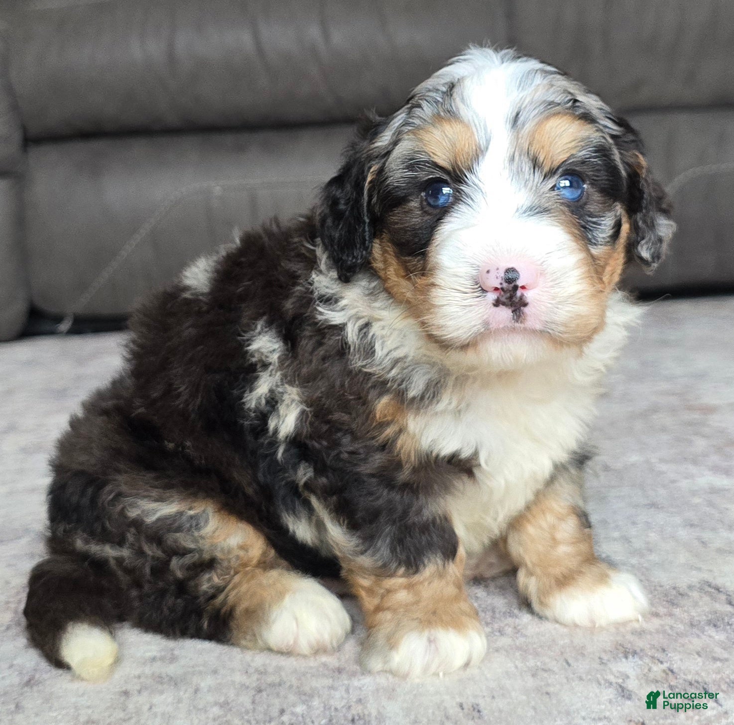 Mini Bernedoodle dogs Mini Archie  - Ad 2