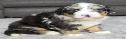 Mini Bernedoodle dogs for sale: Mini Archie  - Ad 7