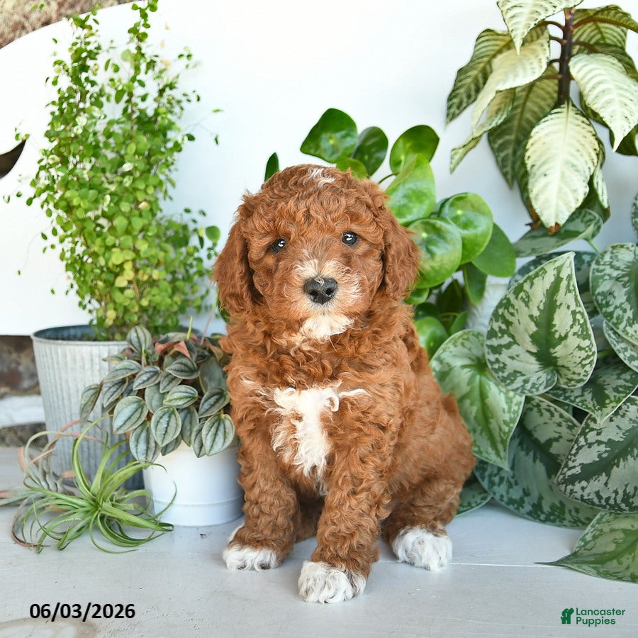 Cavapoo dogs Linford  - Ad 2