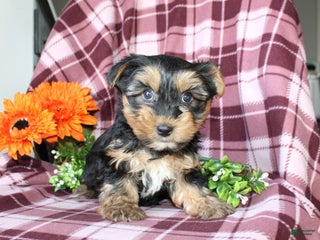 Yorkshire Terrier dogs - Ad 23