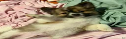 Mixed Breed dogs for sale: Buttons - Ad 6