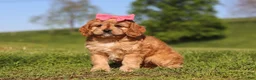 Cavapoo dogs for sale: Cocoa - Ad 4