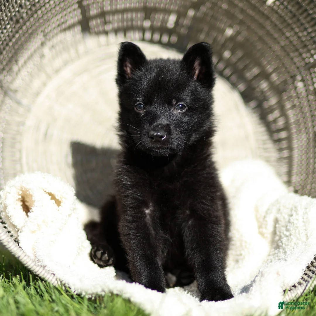German Shepherd dogs for sale: Ford German Shepherd  - Ad 2