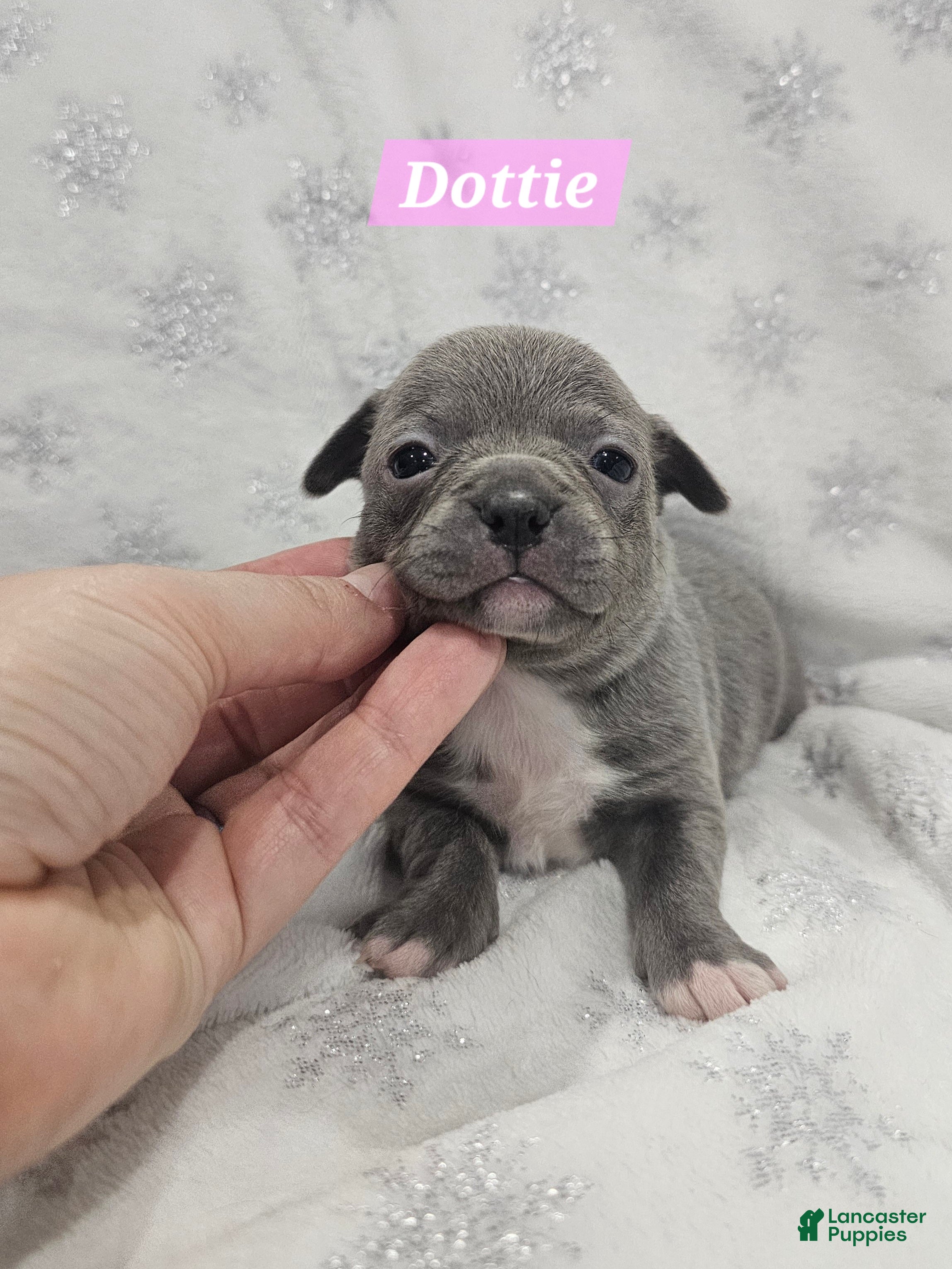 Mixed Breed dogs Dottie - Ad 36