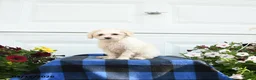 Cavapoo dogs for sale: April - Ad 1