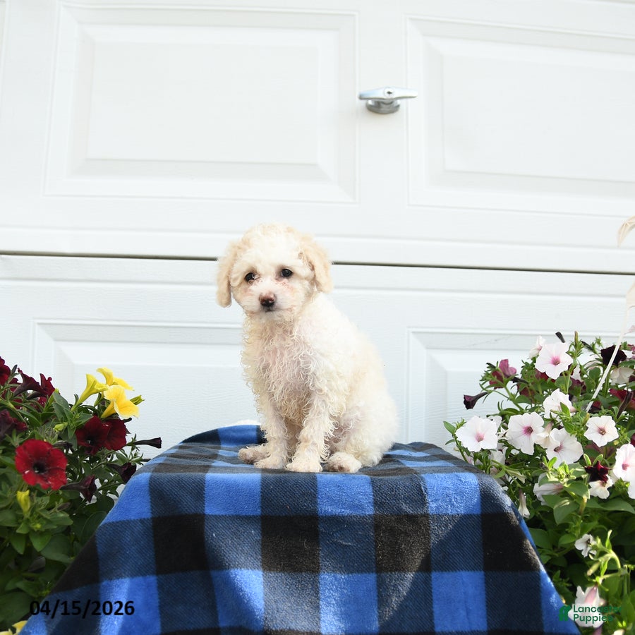 Cavapoo dogs for sale: April - Ad 2