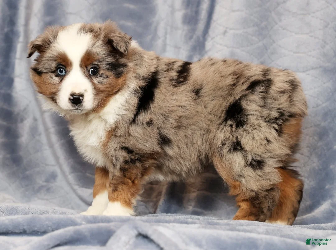 Miniature Australian Shepherd dogs for sale: Edi - Ad 3