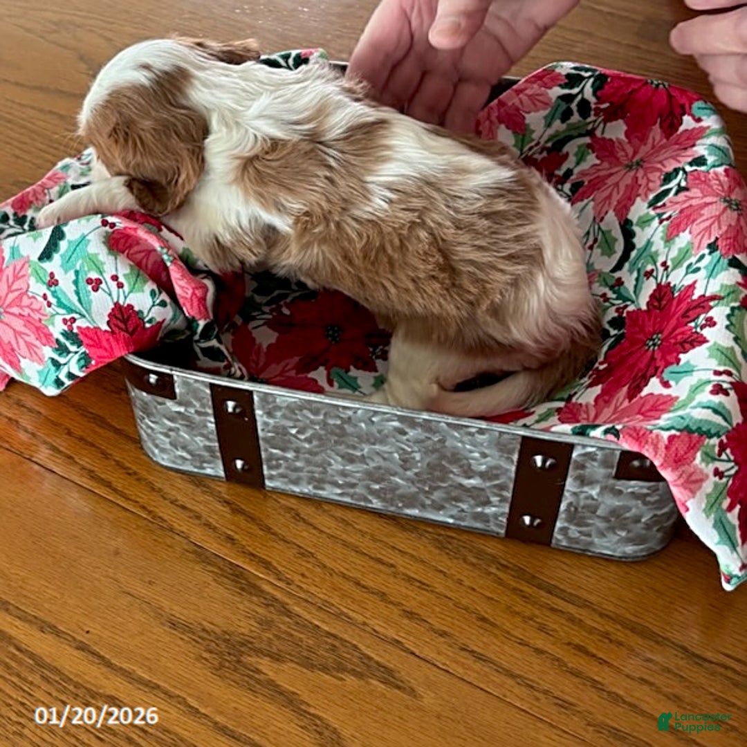 Cavalier King Charles Spaniel dogs for sale: Coco  - Ad 2