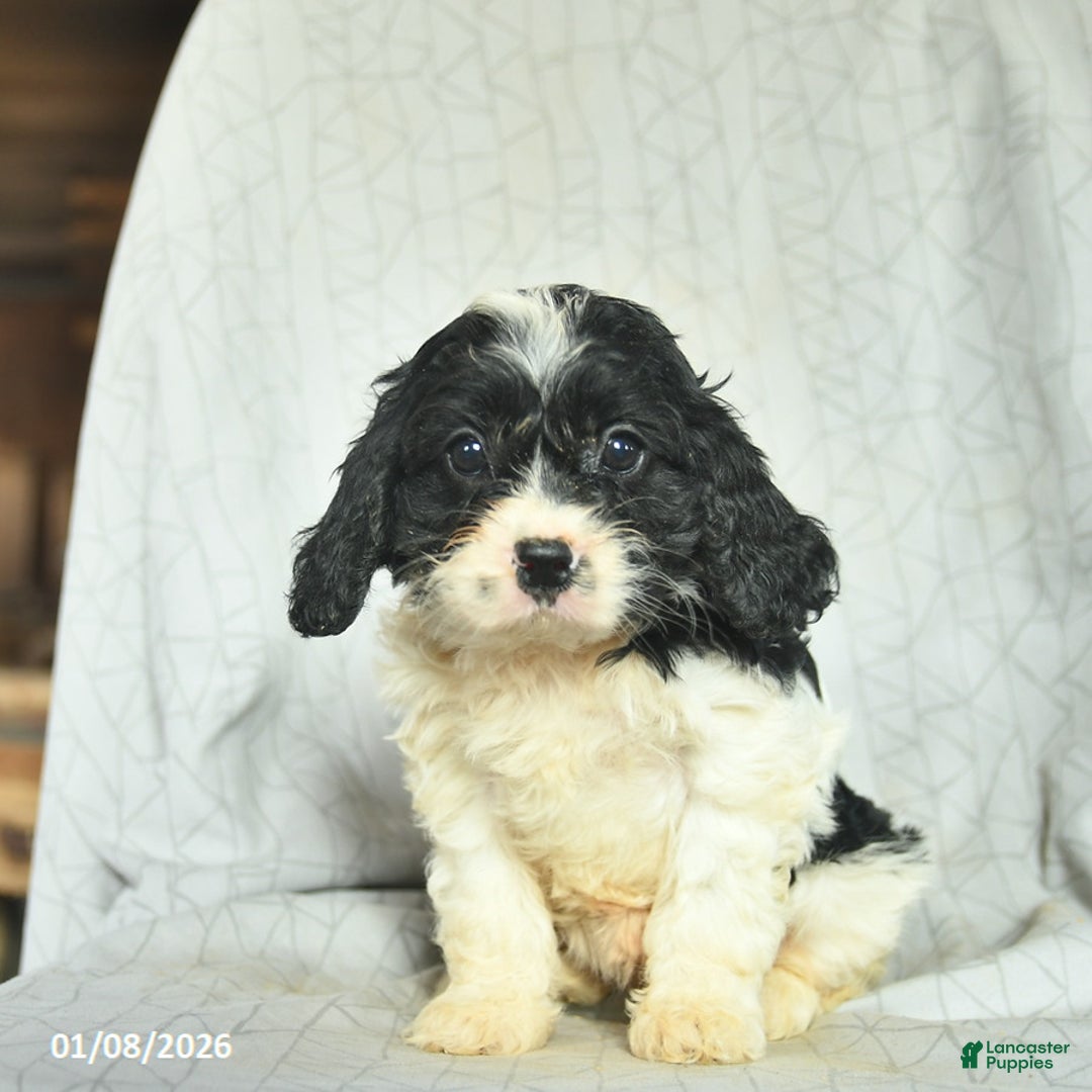 Cavapoo dogs for sale: Bonnie  - Ad 3