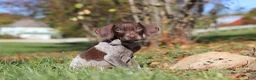 German Shorthaired Pointer dogs for sale: Asher - Ad 6