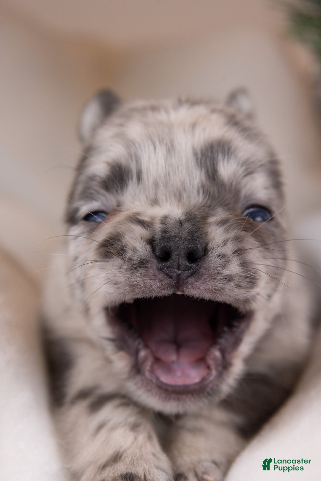 French Bulldog dogs for sale: Teddie -Fulffy Big Rope - Ad 11