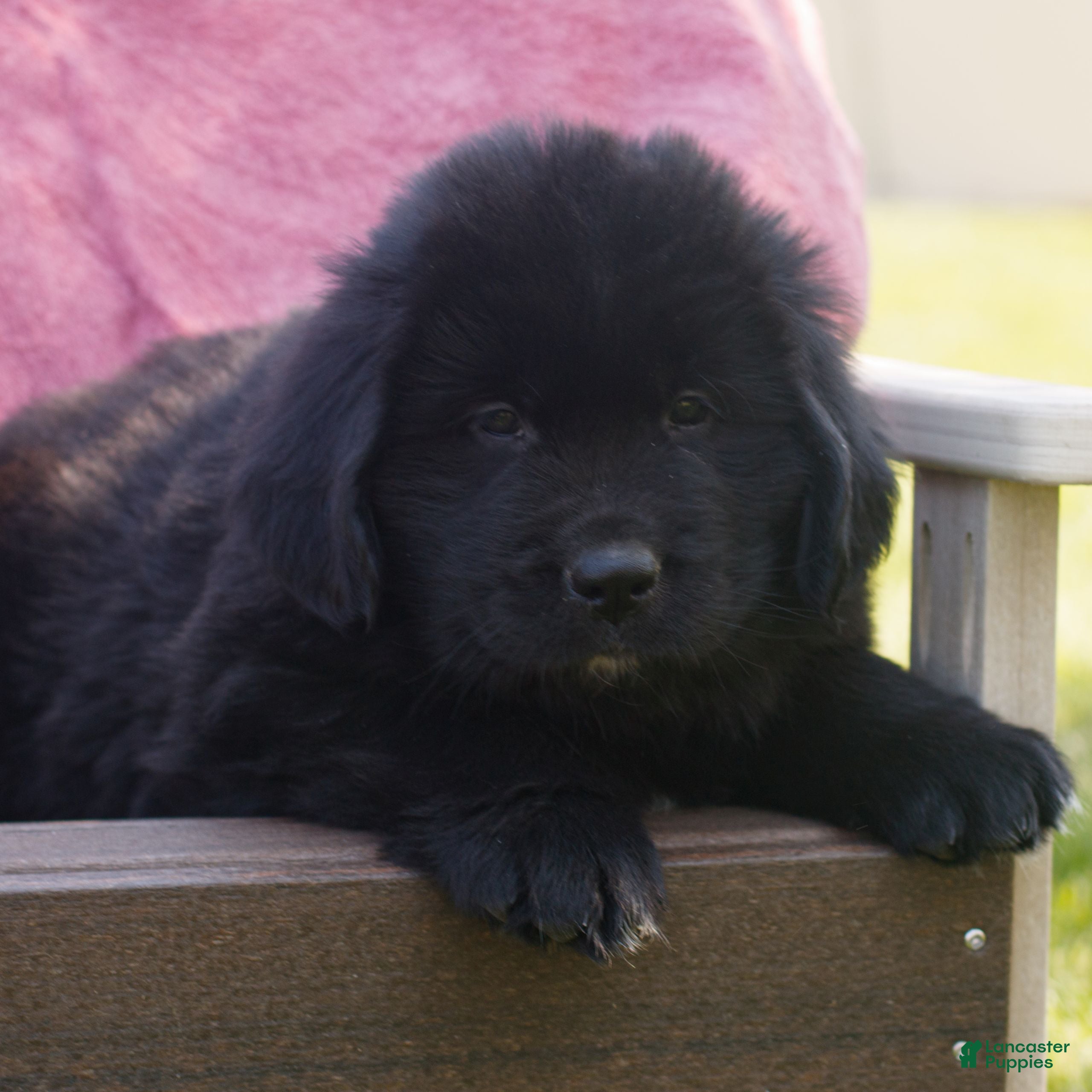 Newfoundland dogs Todd - Ad 1