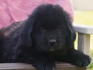 Newfoundland dogs for sale: Todd - Ad 1