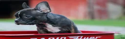 Frenchton dogs for sale: MISTY - Ad 3