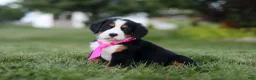 Bernese Mountain Dog dogs for sale: Juliette - Ad 3