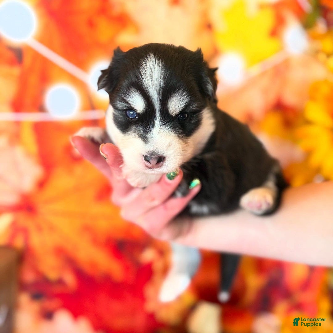 Pomsky dogs for sale: Lumi - Ad 6