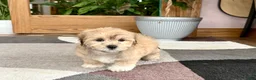 Mixed Breed dogs for sale: Lhasa/Maltese - Ad 5
