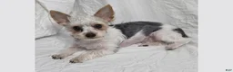 Yorkshire Terrier dogs for sale: Carlton - Ad 1