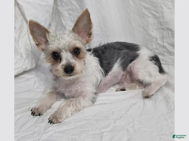 Yorkshire Terrier dogs for sale: Carlton - Ad 2